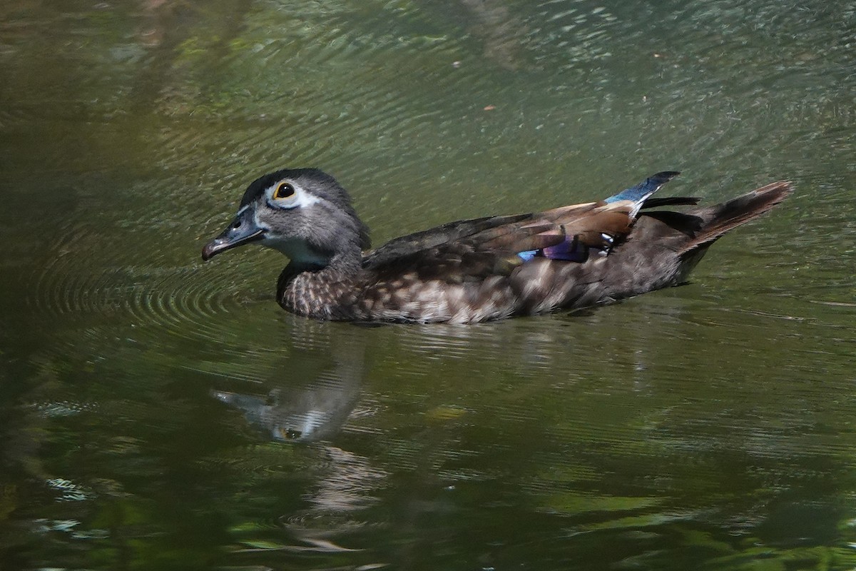 Wood Duck - ML640101571