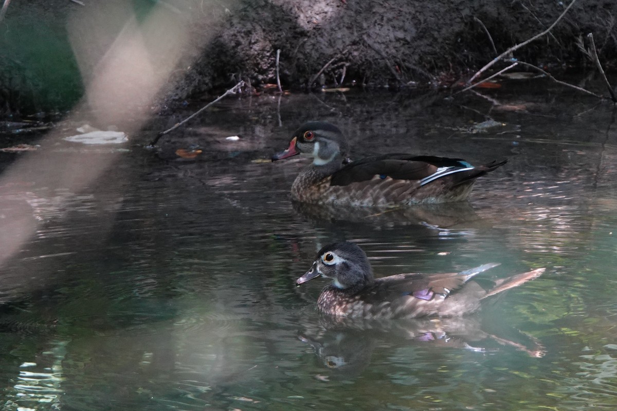 Wood Duck - ML640101572