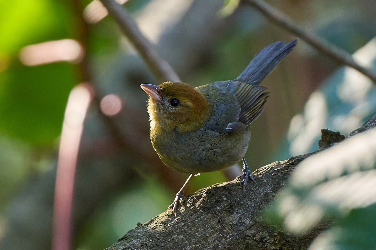 Chestnut-headed Tanager - ML640101573