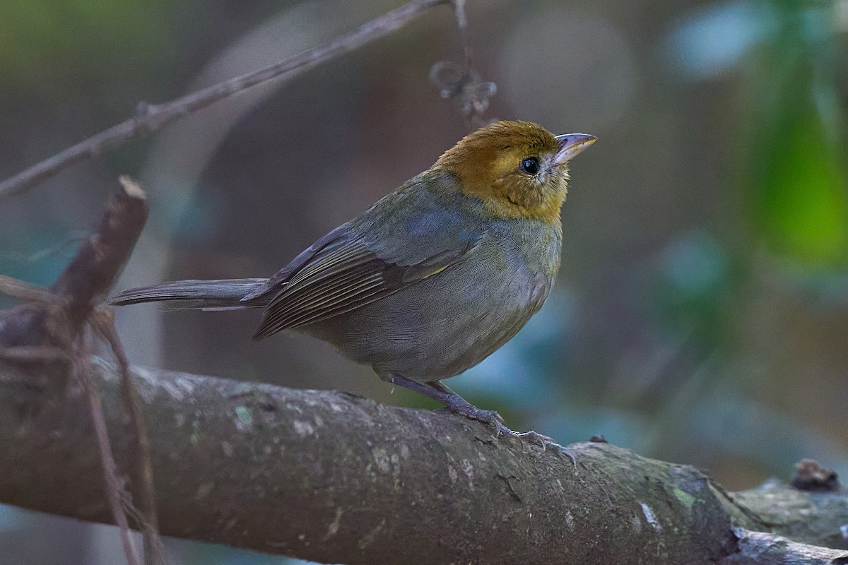Chestnut-headed Tanager - ML640101575