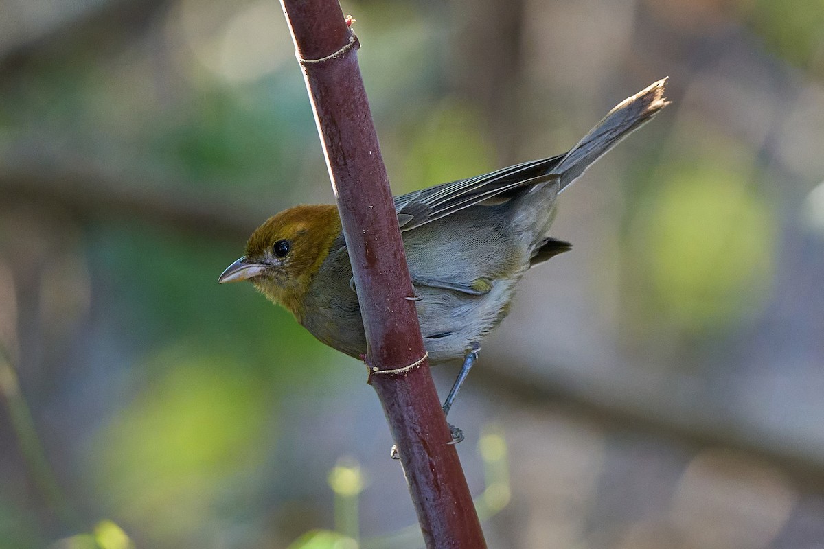 Chestnut-headed Tanager - ML640101576