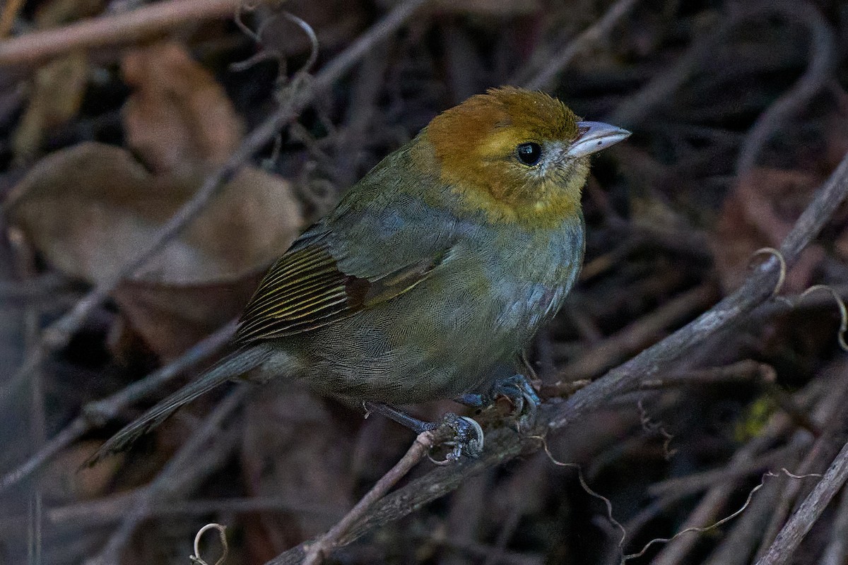 Chestnut-headed Tanager - ML640101577