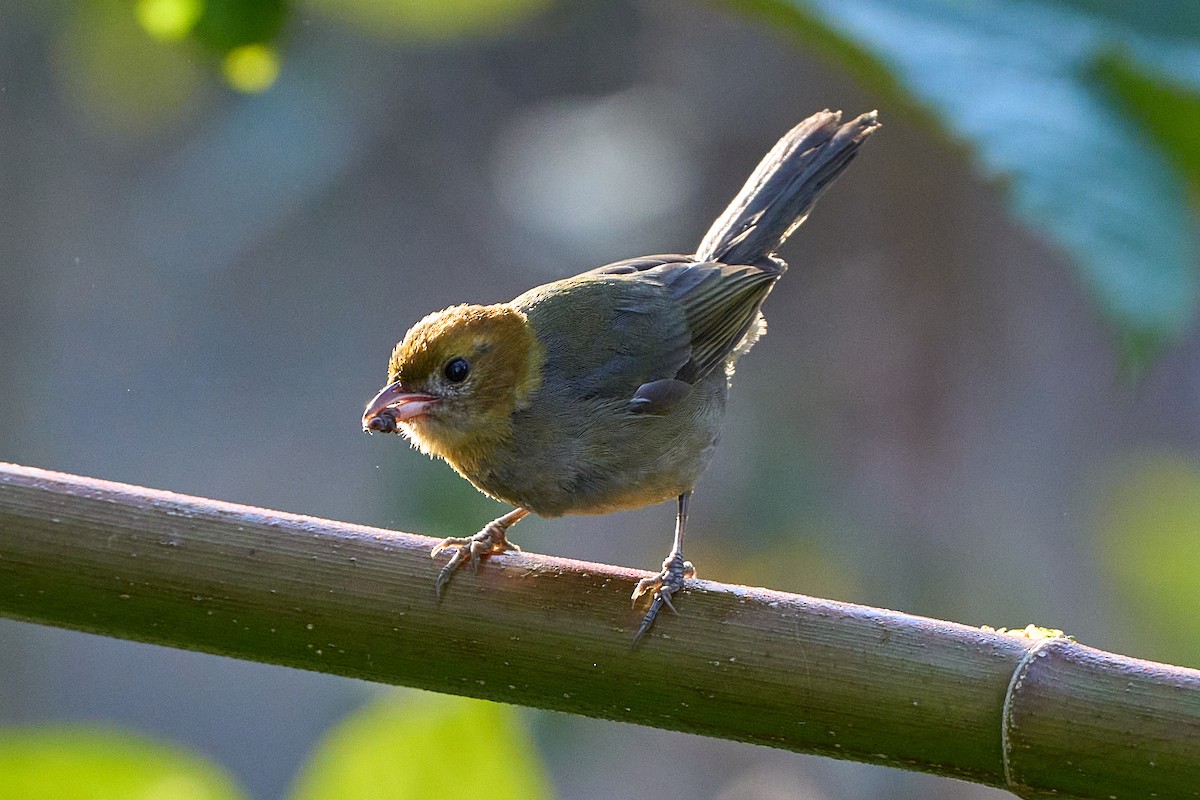 Chestnut-headed Tanager - ML640101578