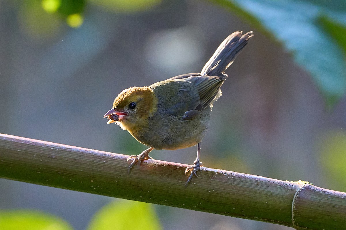 Chestnut-headed Tanager - ML640101579
