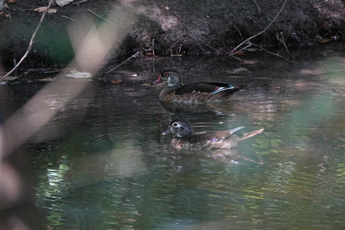 Wood Duck - ML640101580