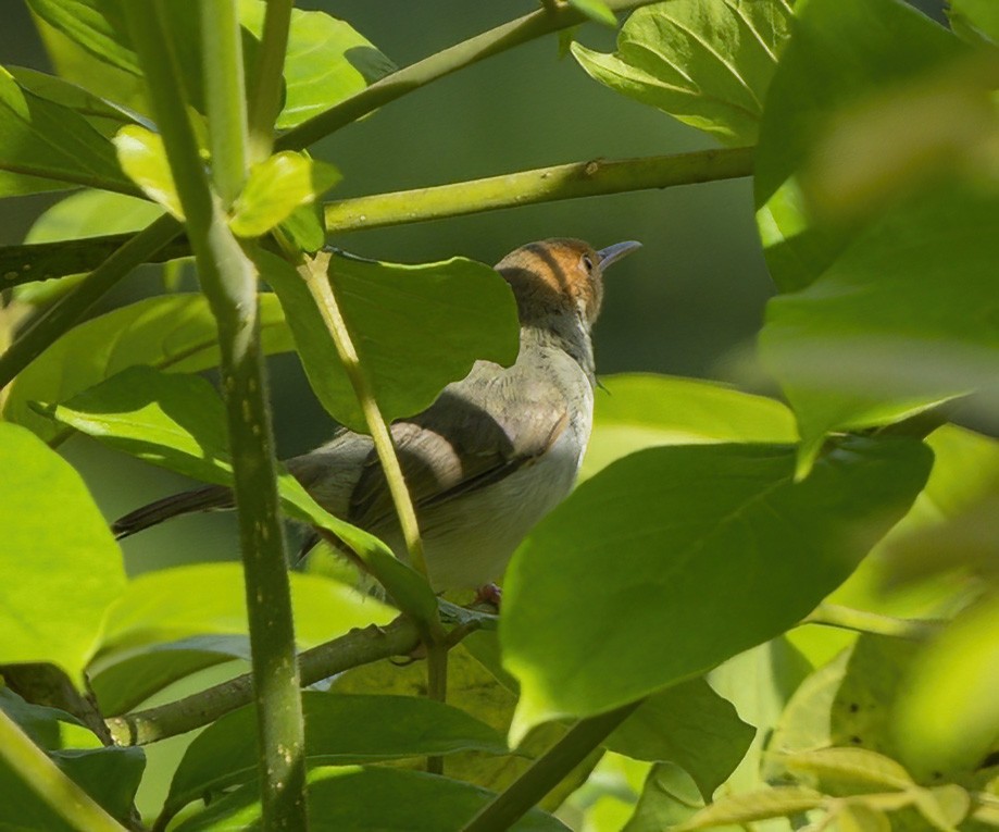 Olive-backed Tailorbird - ML640101581