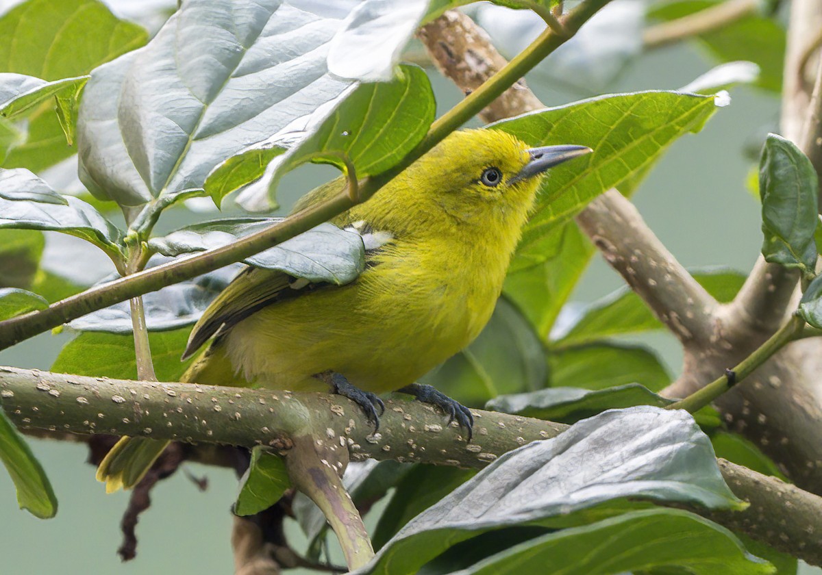 Common Iora - ML640101586