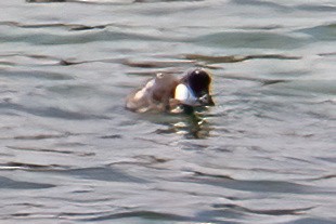 Barrow's Goldeneye - ML640101589