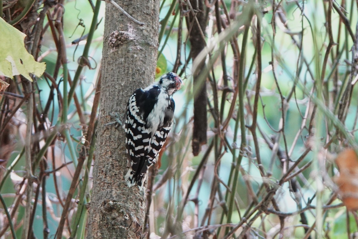 Downy Woodpecker - ML640101613