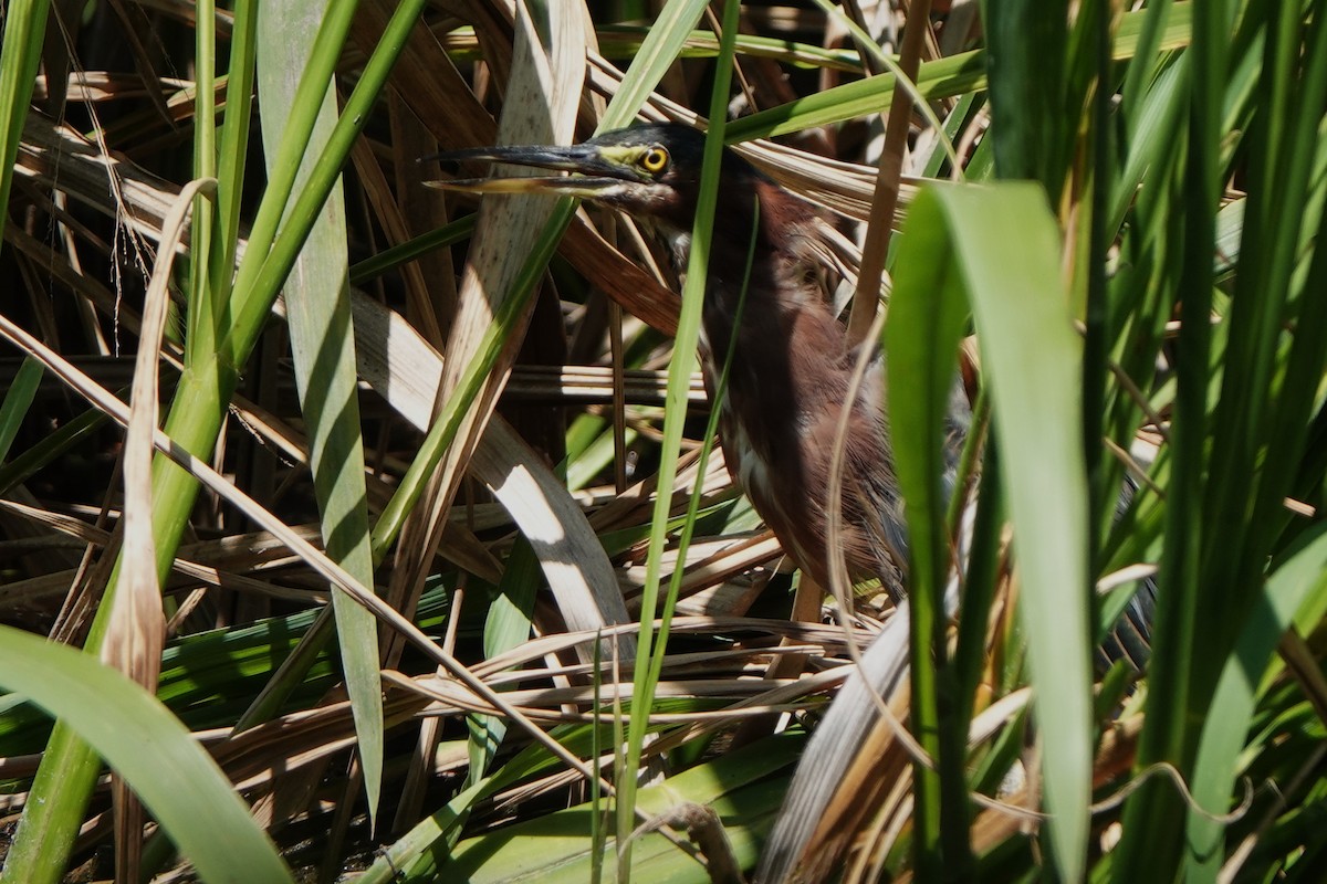 Green Heron - ML640101618