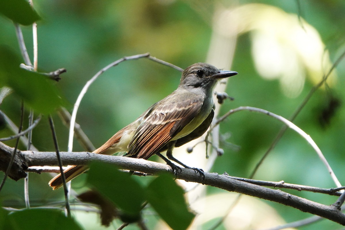 Great Crested Flycatcher - ML640101629
