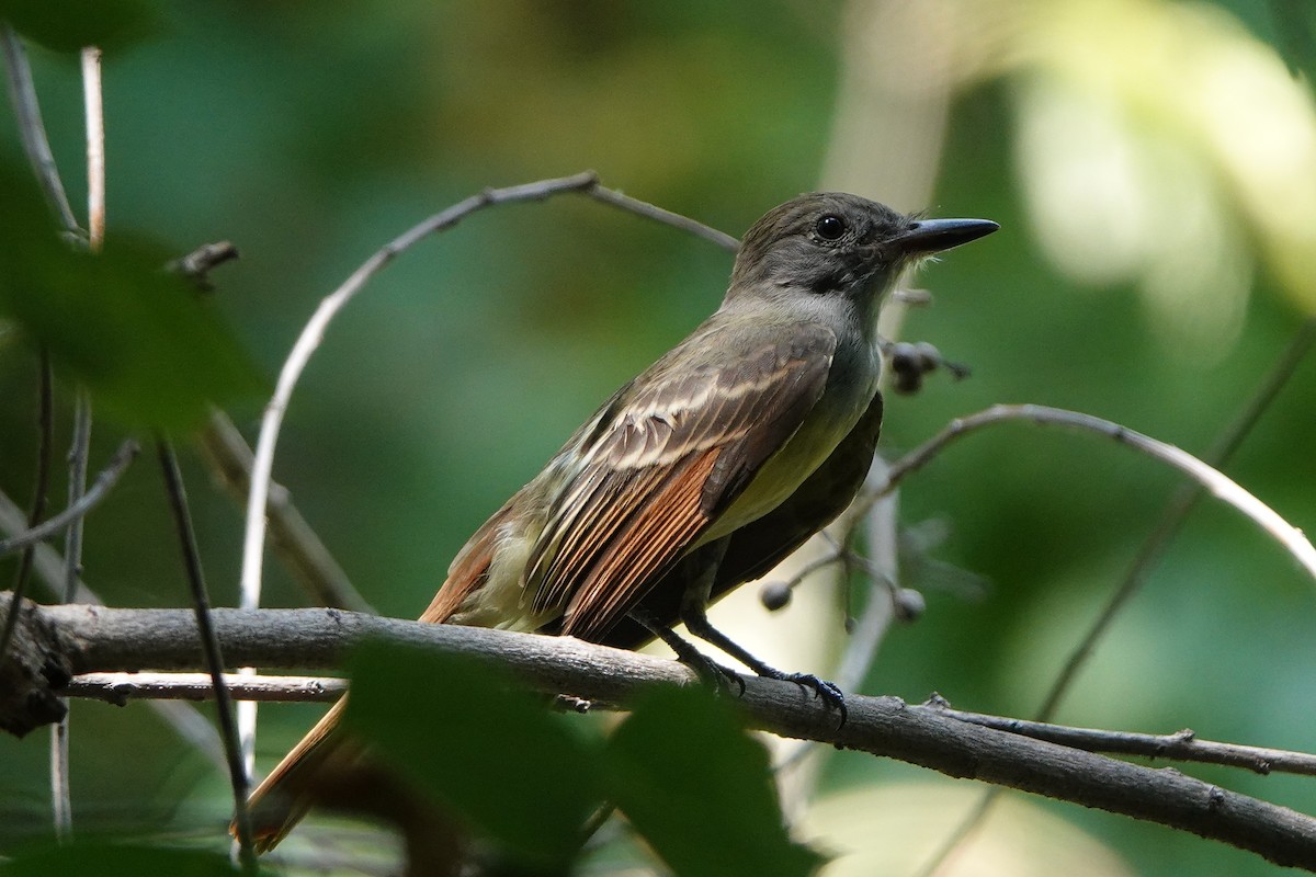 Great Crested Flycatcher - ML640101631