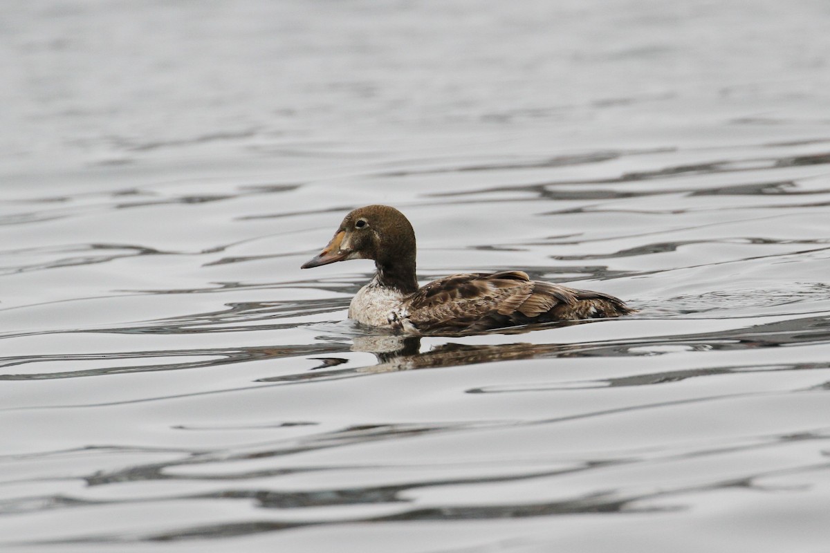 King Eider - ML640101634