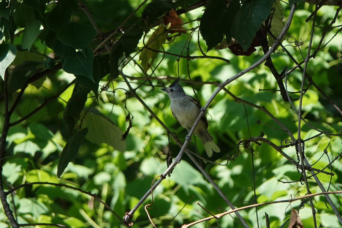 Black-crested Titmouse - ML640101639