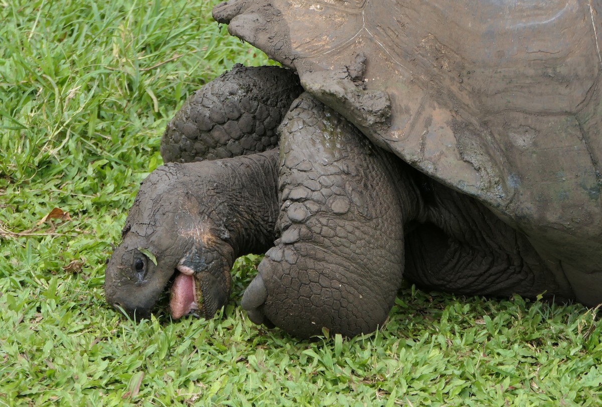 動物界 - ML640101654