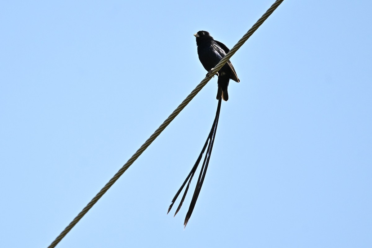 Steel-blue Whydah - ML640101660