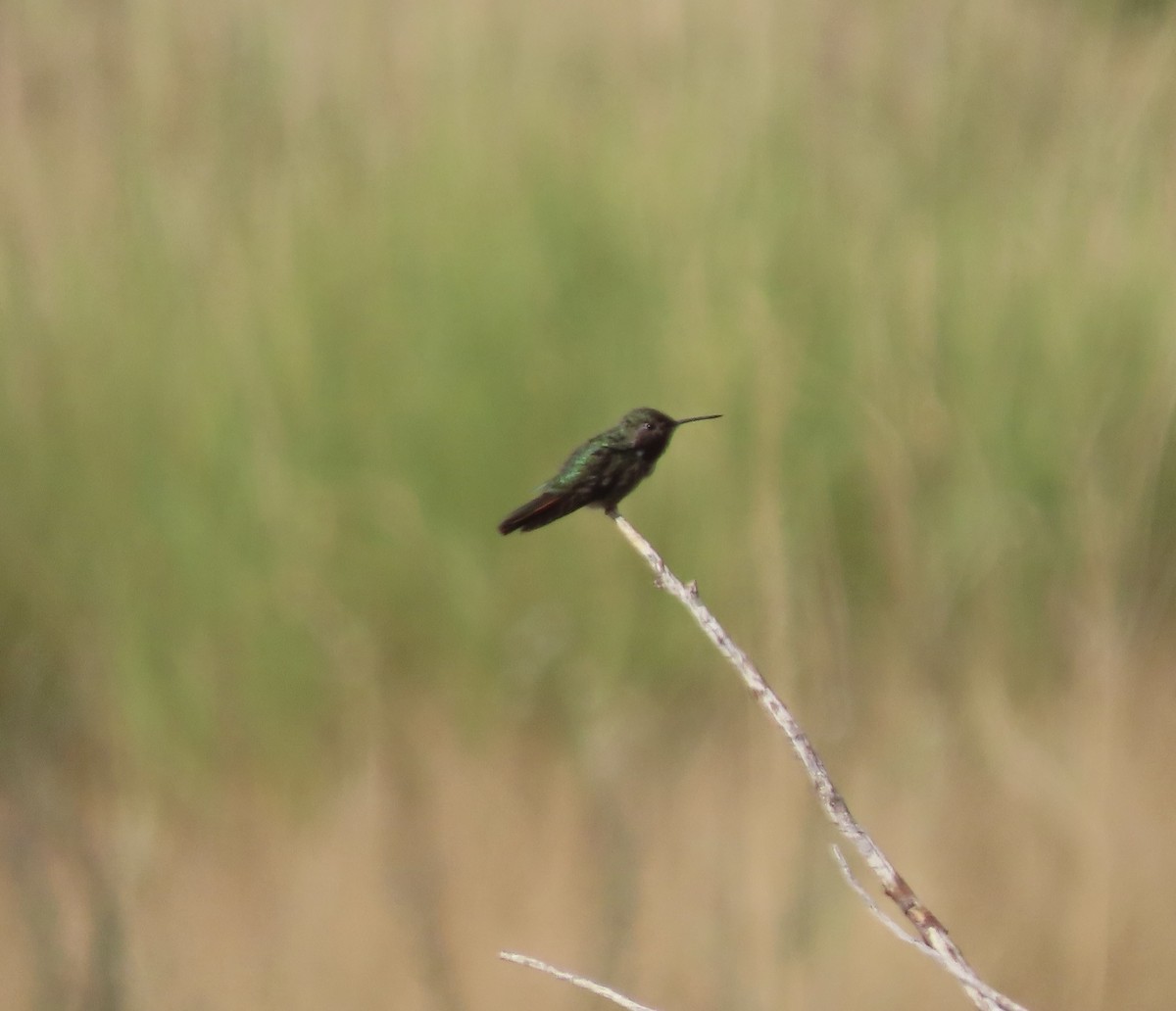Broad-tailed Hummingbird - ML640101672