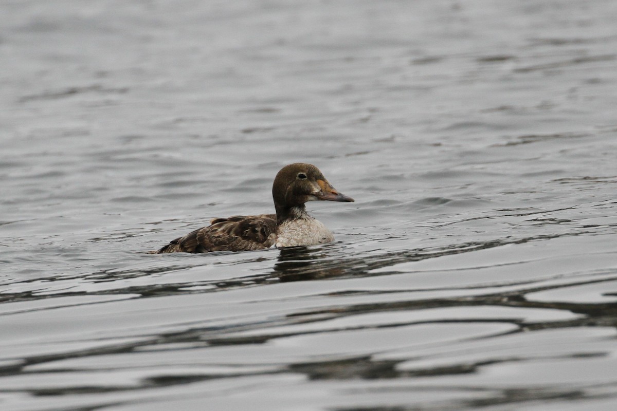 King Eider - ML640101693
