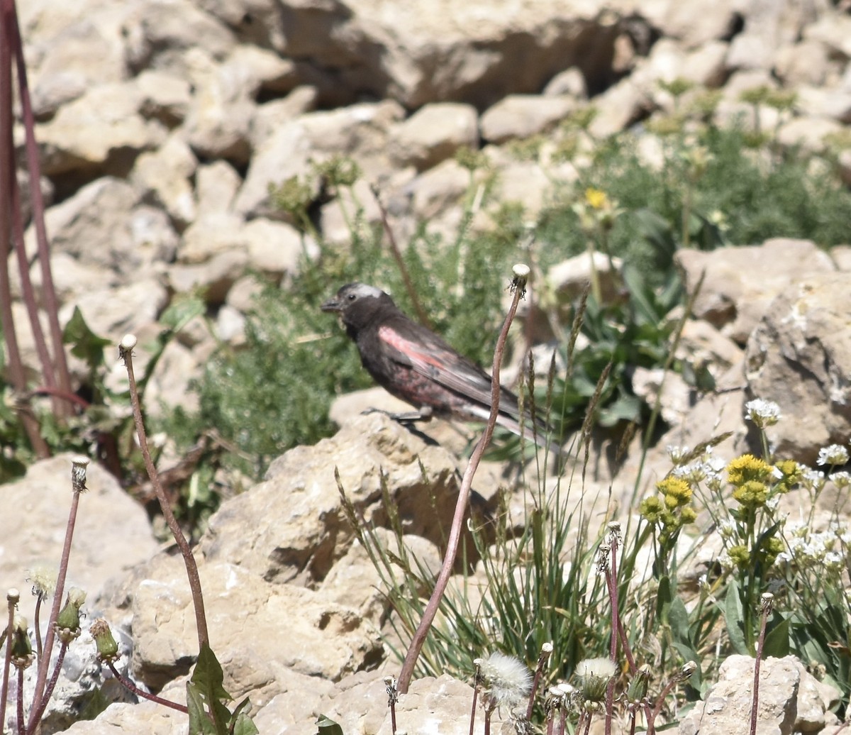 Black Rosy-Finch - ML640101744