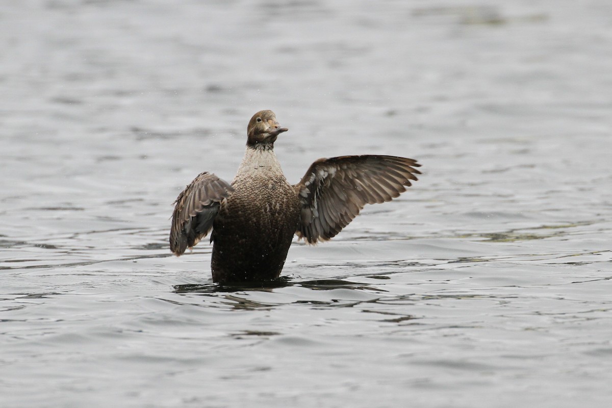 King Eider - ML640101749