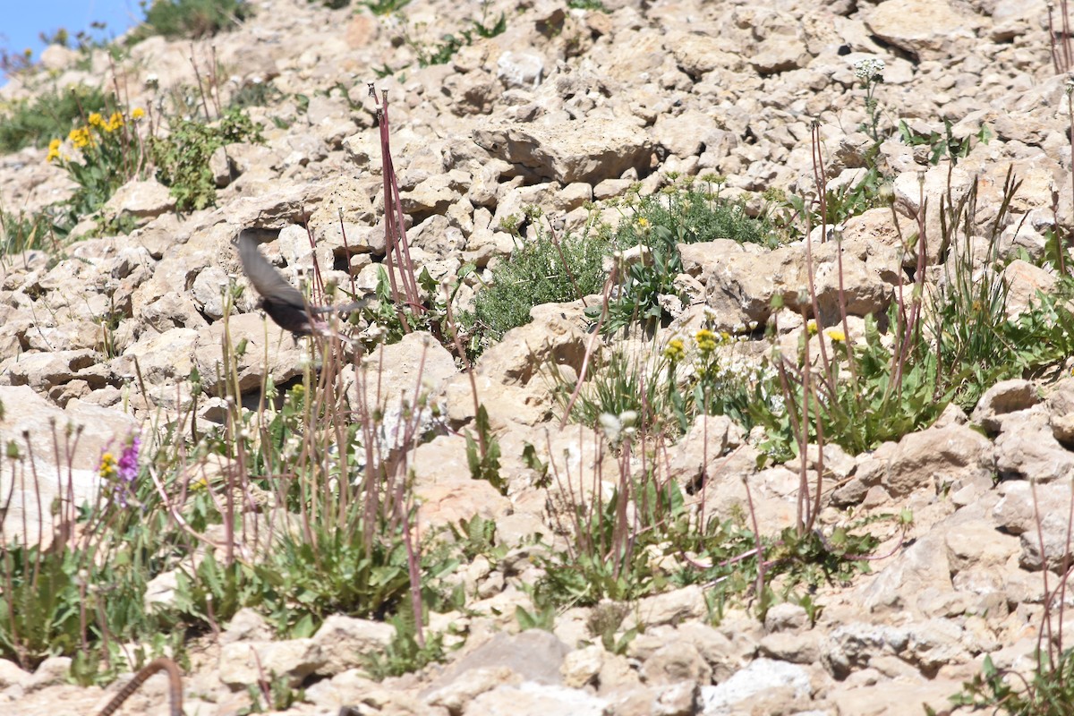 Black Rosy-Finch - ML640101767