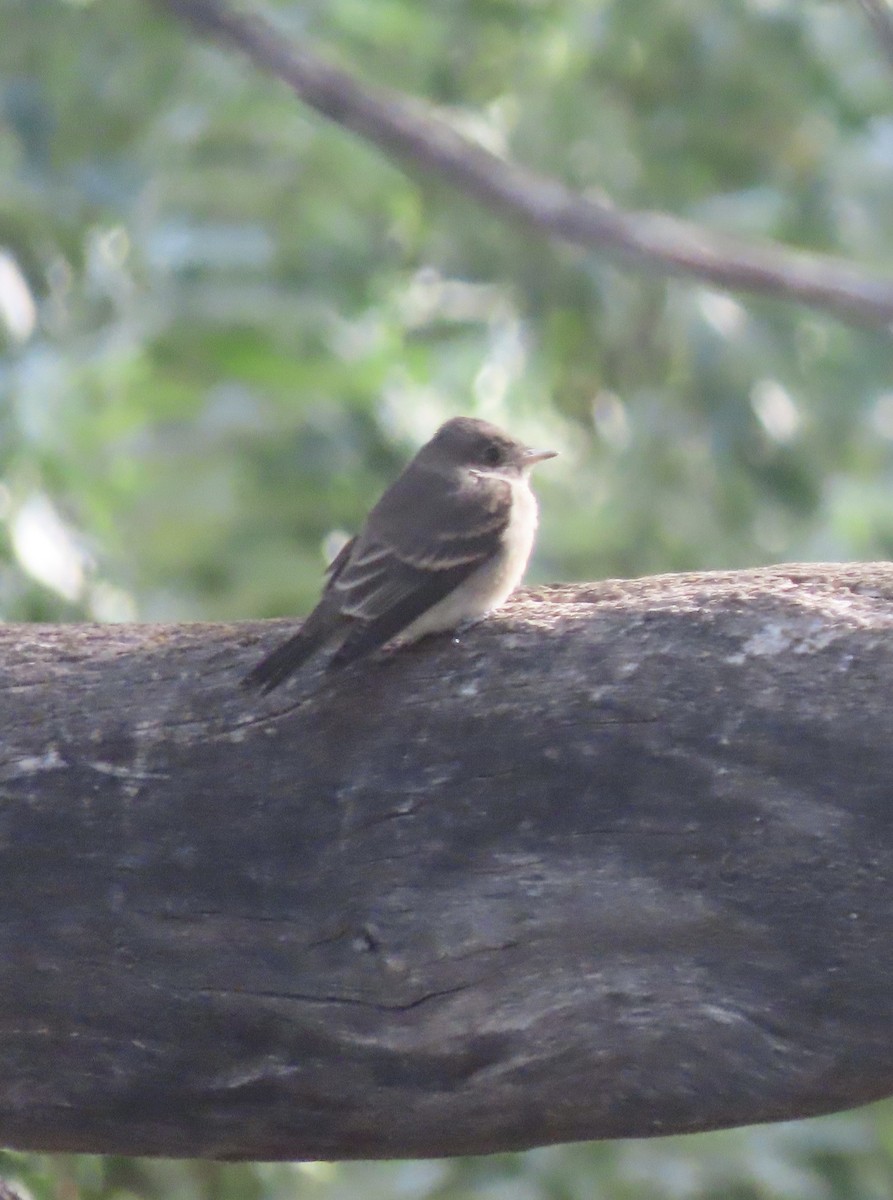 Western Wood-Pewee - ML640101777