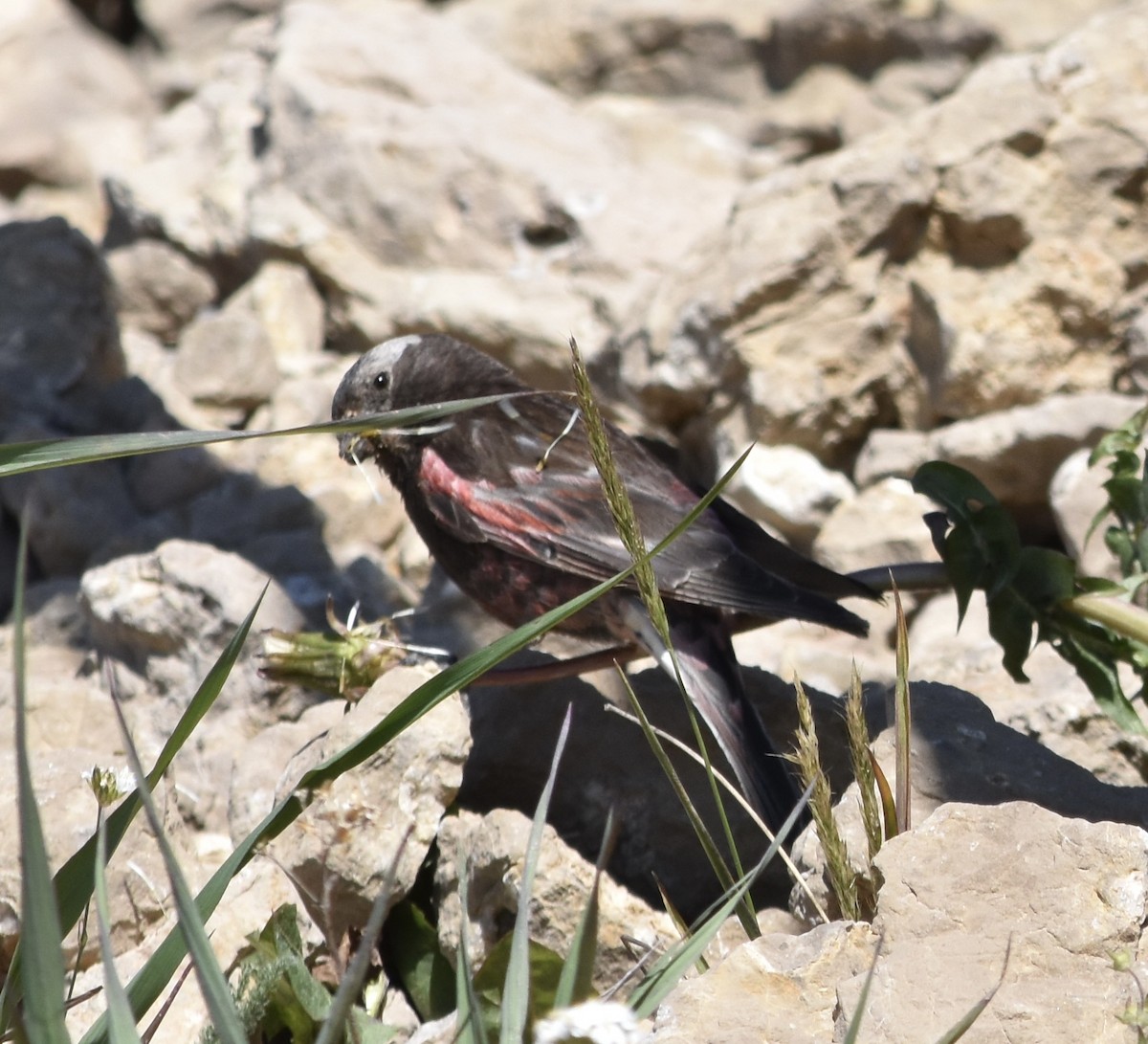 Black Rosy-Finch - ML640101796