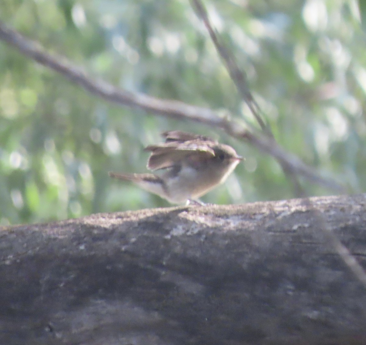 Western Wood-Pewee - ML640101797