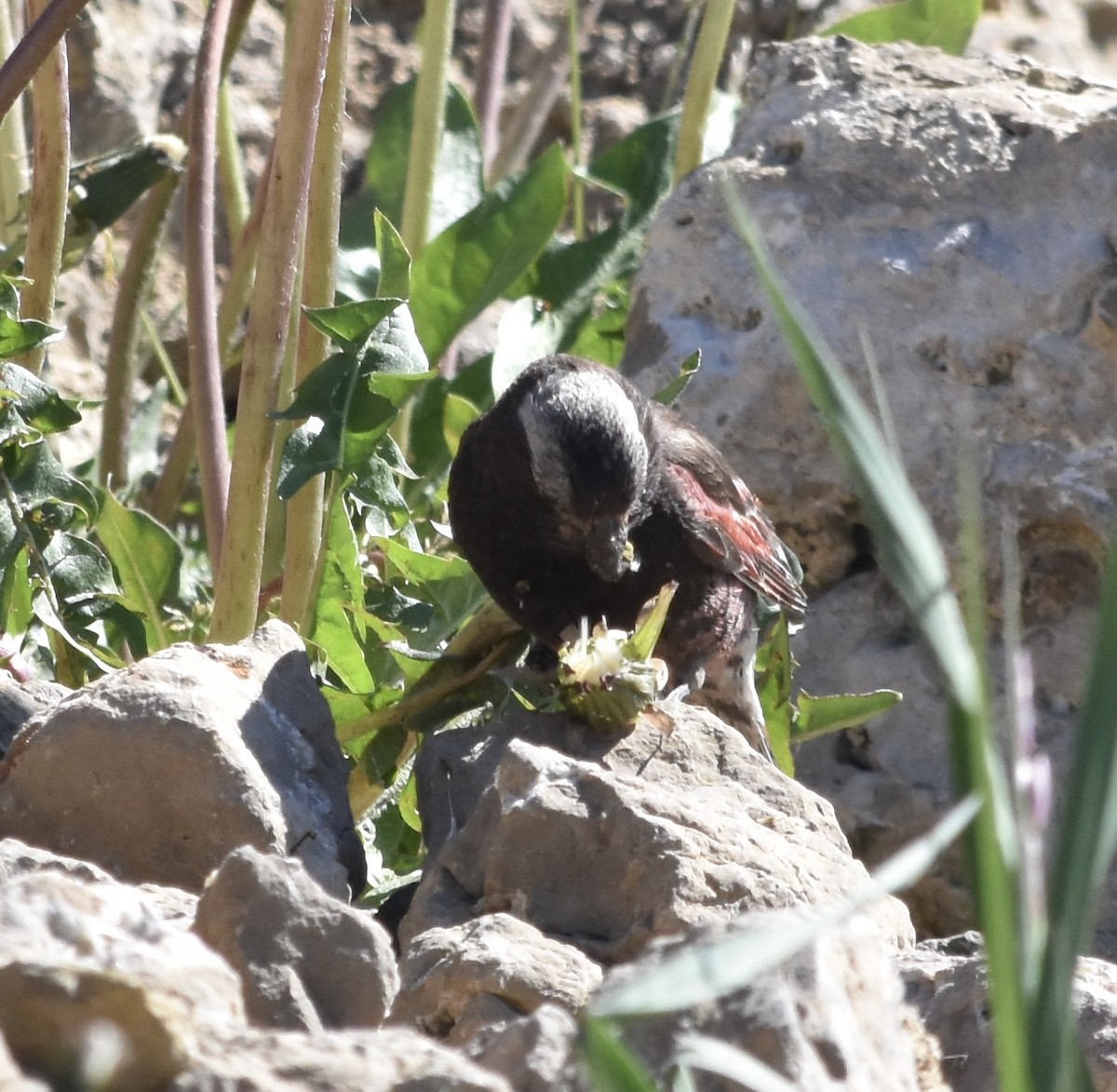 Black Rosy-Finch - ML640101802