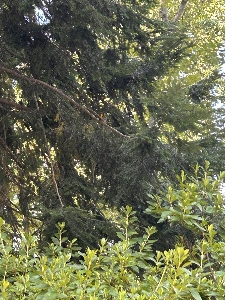 Yellow-throated Warbler - ML640101803