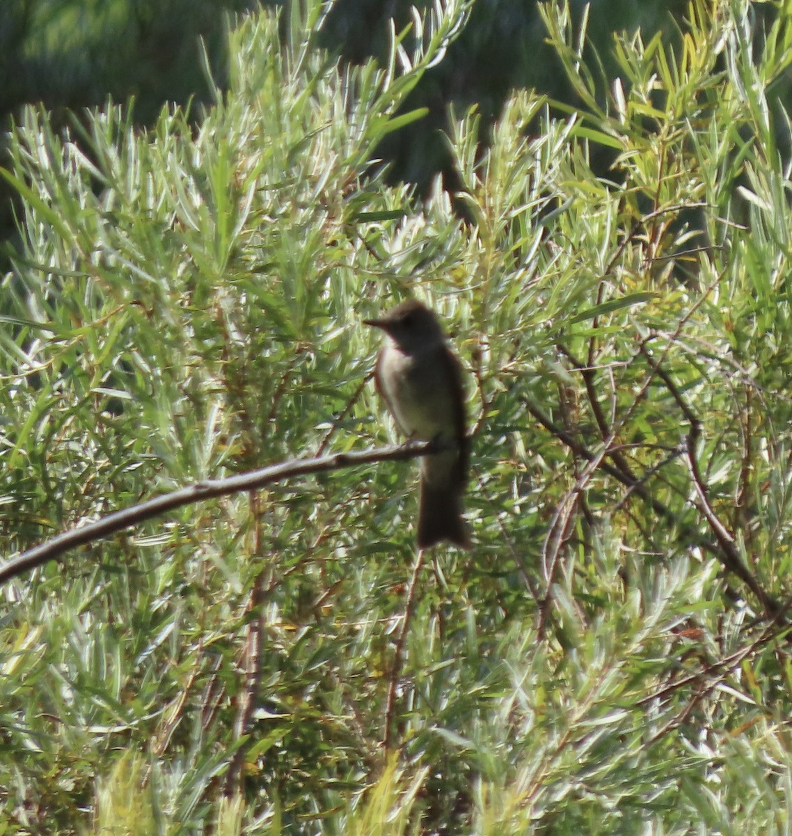Western Wood-Pewee - ML640101811