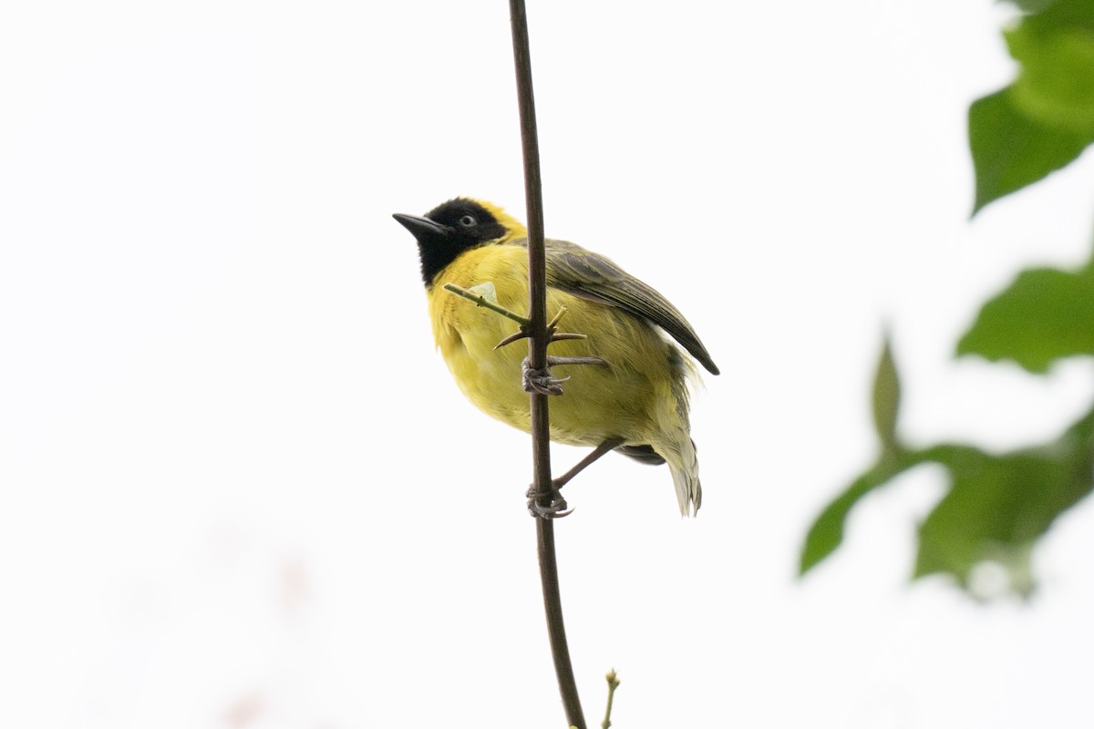 Slender-billed Weaver - ML640101817