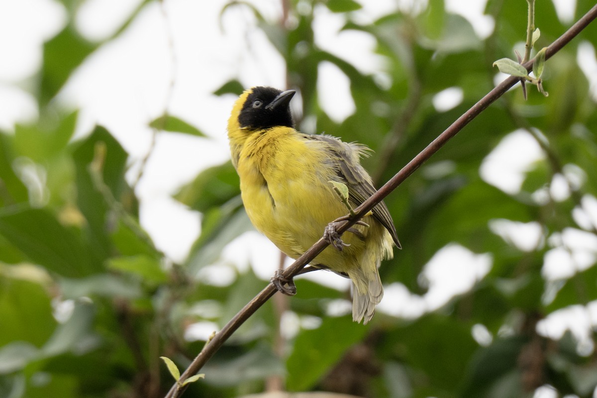 Slender-billed Weaver - ML640101818
