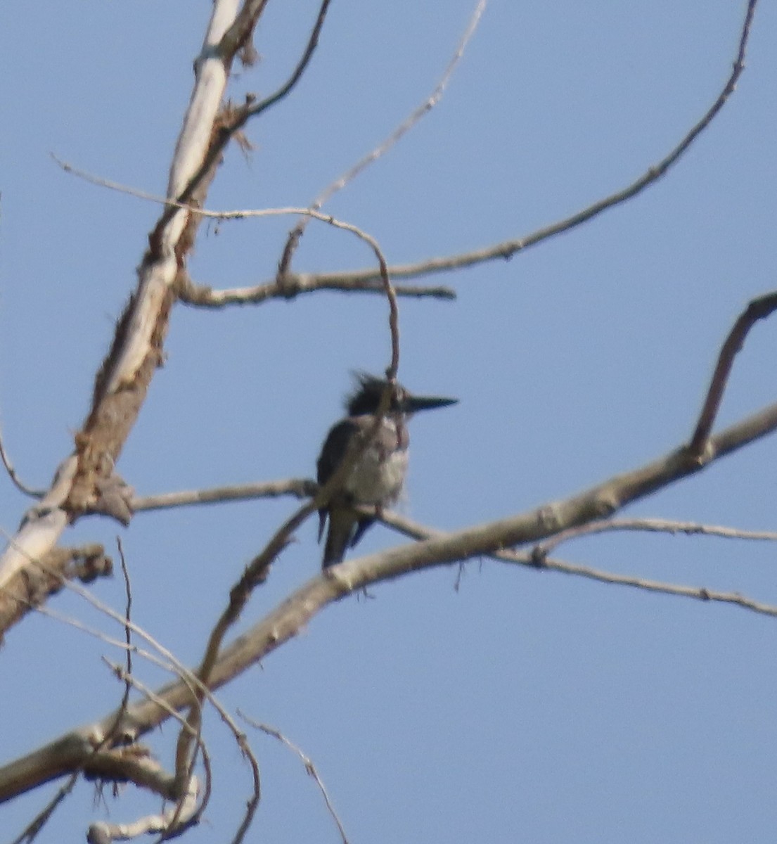Belted Kingfisher - ML640101857