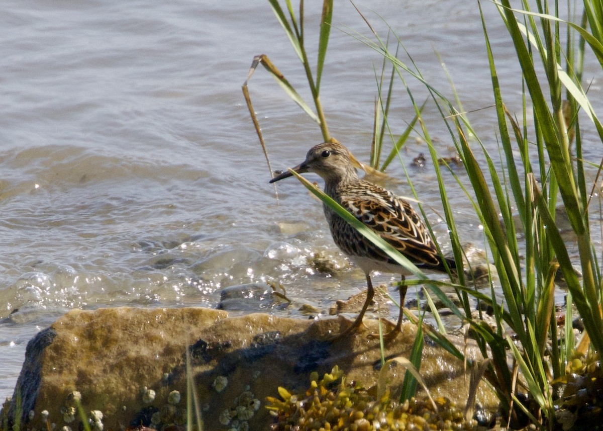 Pectoral Sandpiper - ML640101886