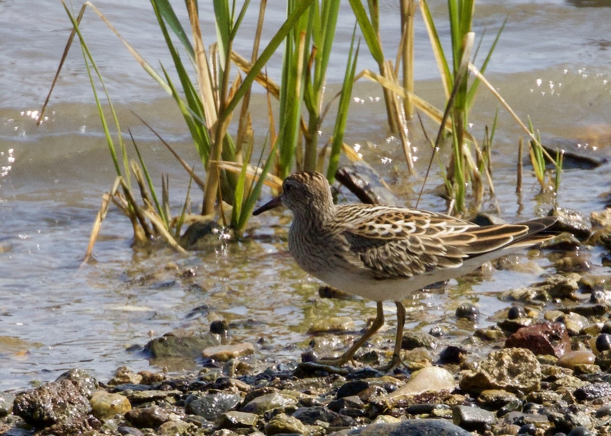 Pectoral Sandpiper - ML640101887
