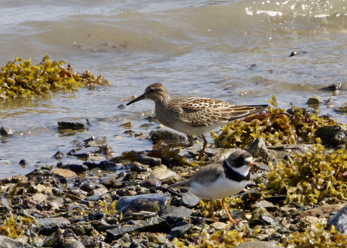Pectoral Sandpiper - ML640101888