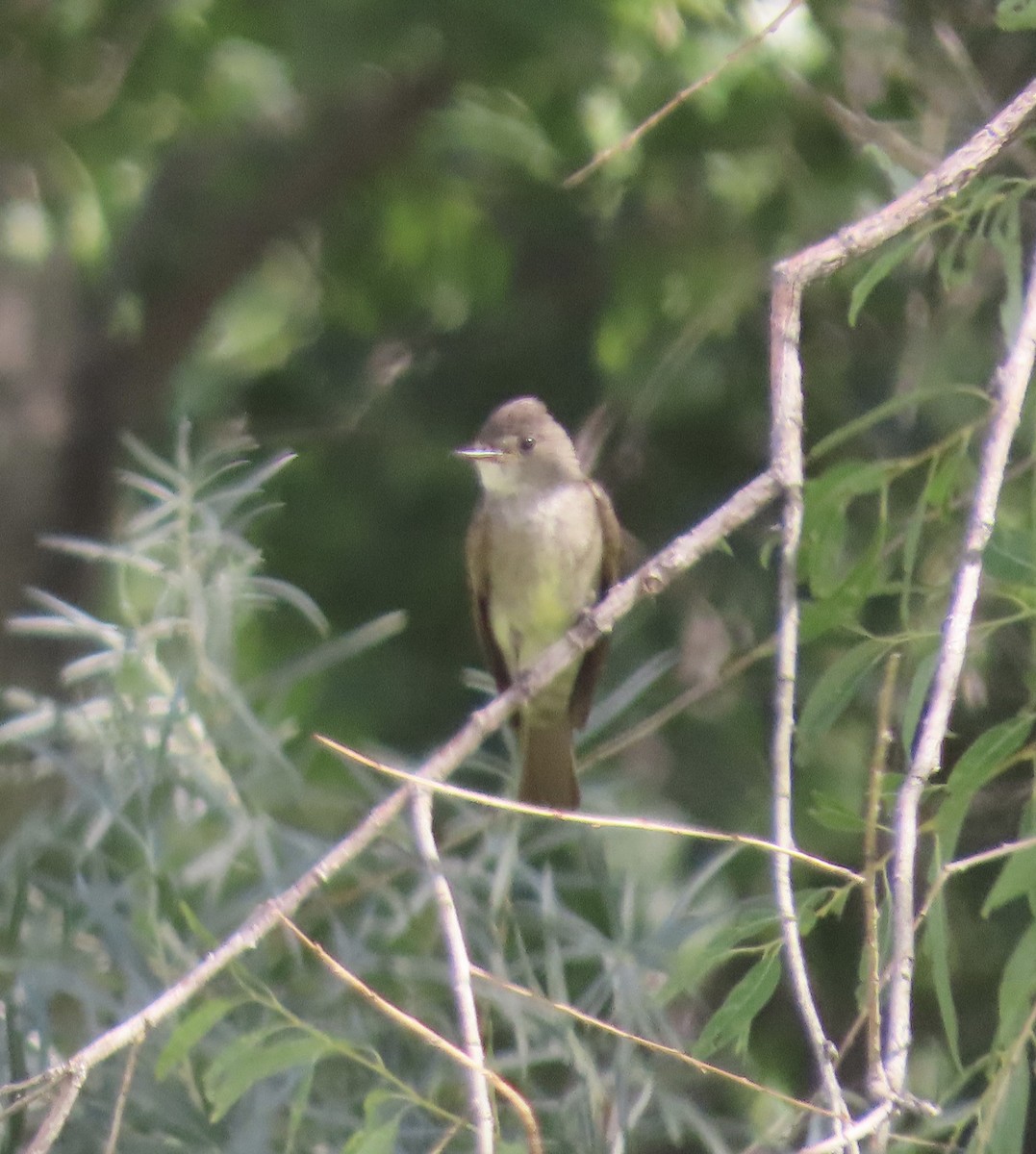 Western Wood-Pewee - ML640101915