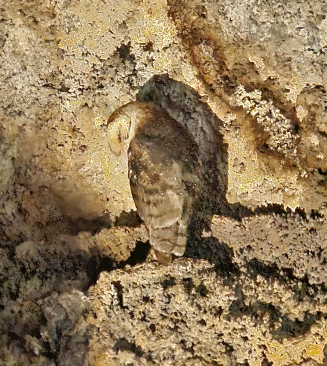 アメリカメンフクロウ（punctatissima） - ML640101977