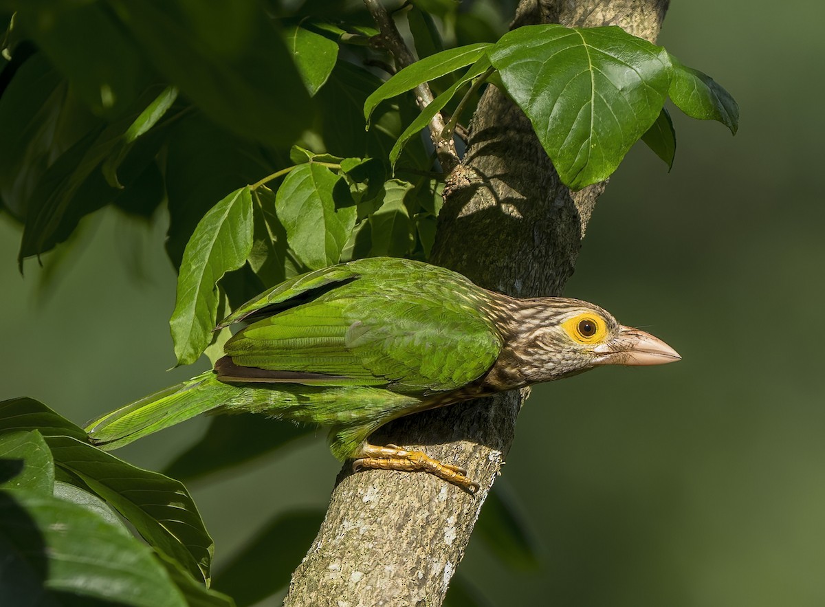 Lineated Barbet - ML640101993