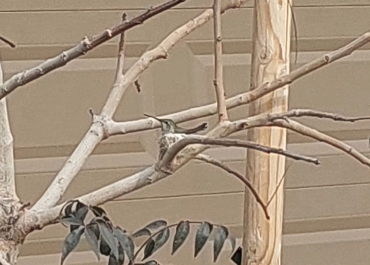 Anna's Hummingbird - ML640102130