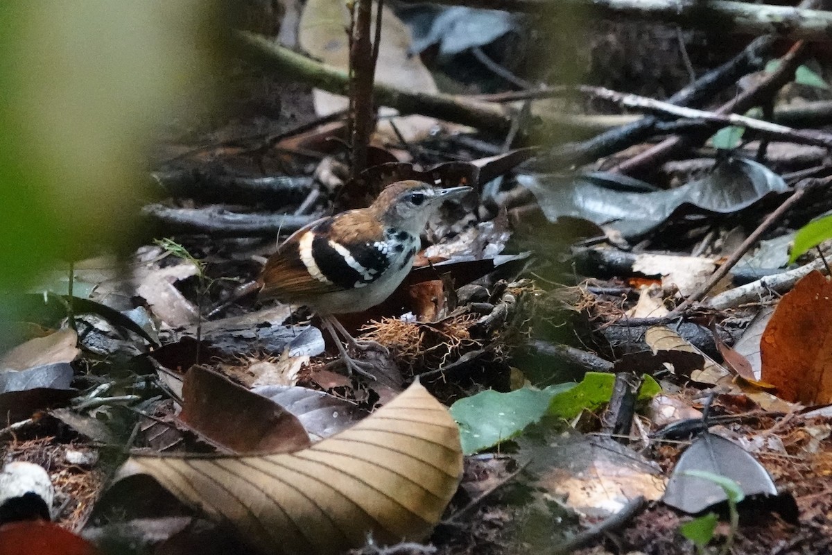 Banded Antbird - ML640102200