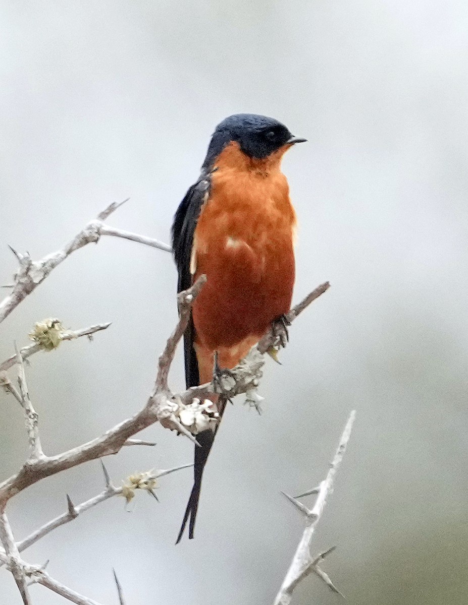 Rufous-chested Swallow - ML640102205
