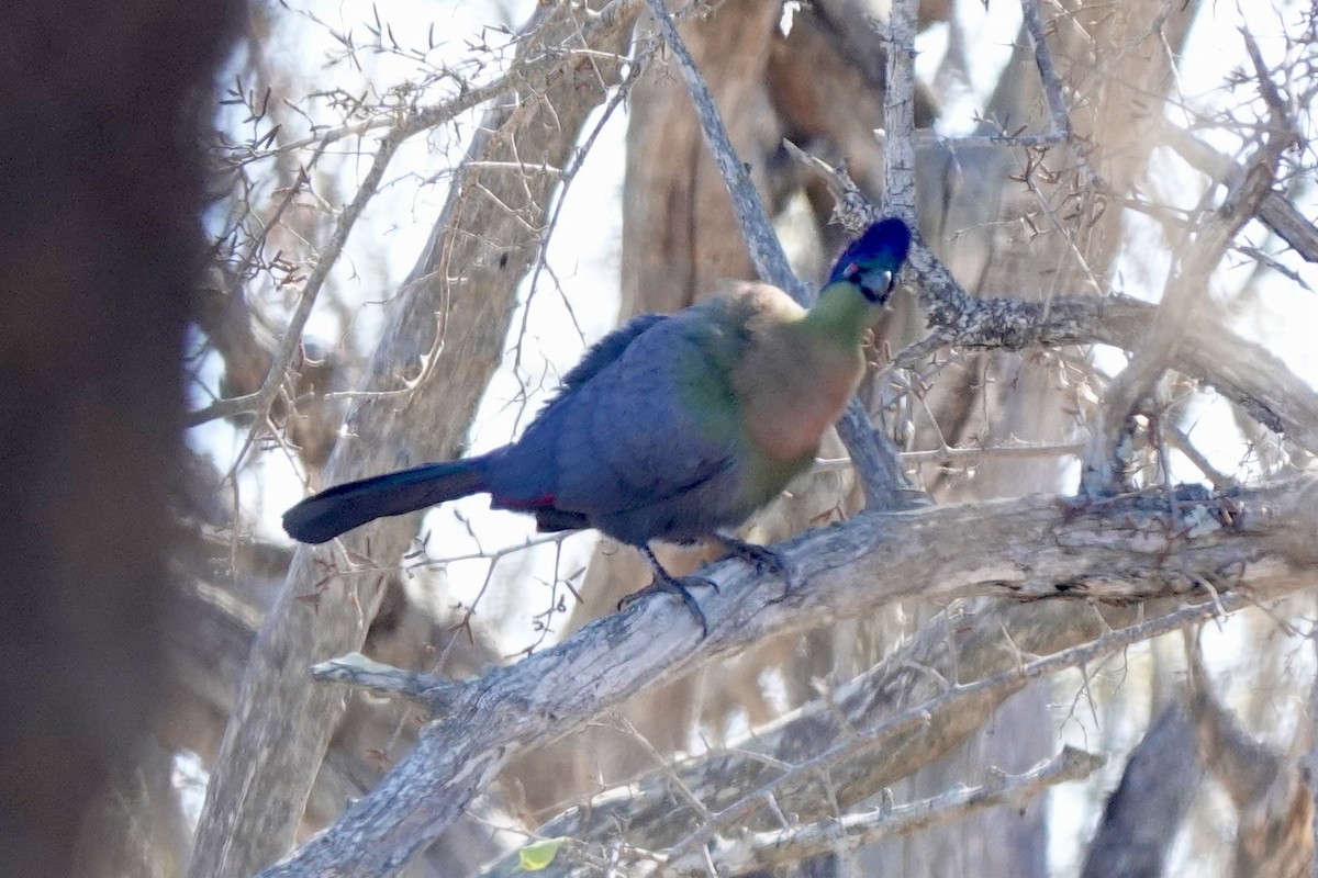 Turaco Crestimorado - ML640102209