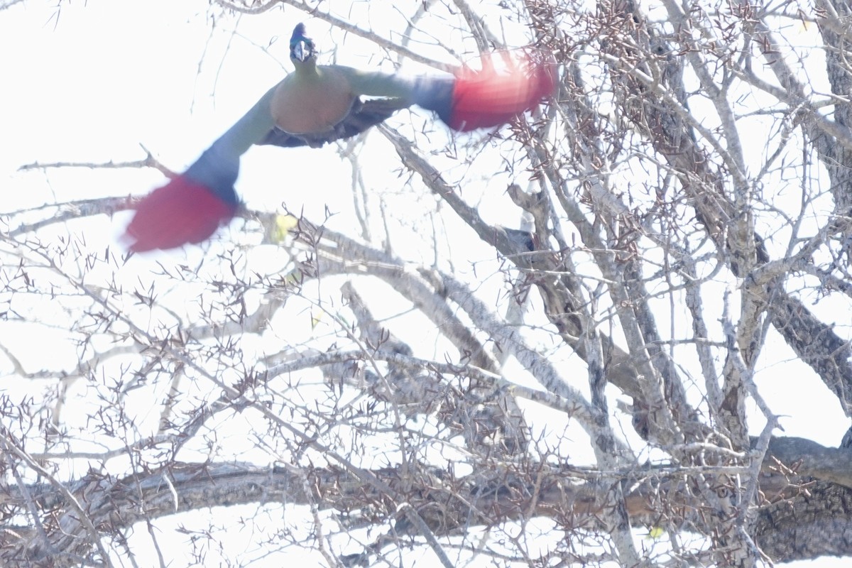 Turaco Crestimorado - ML640102210