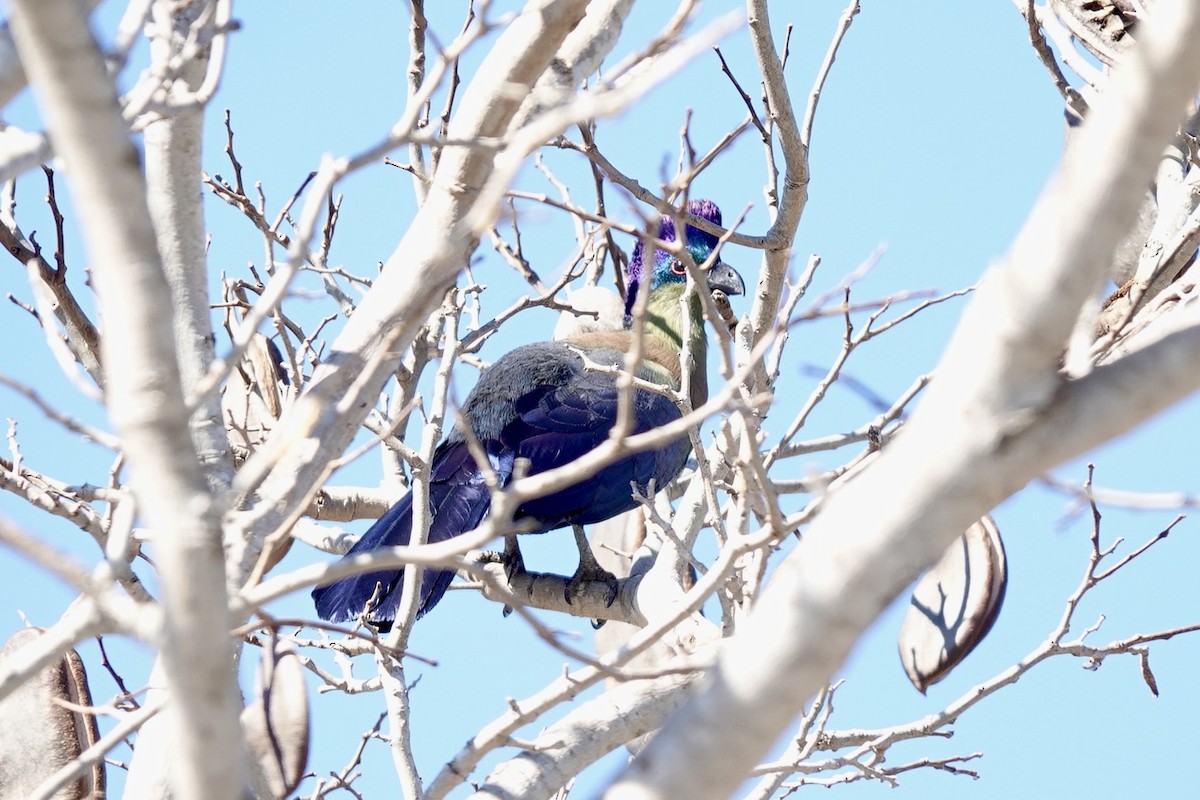 Turaco Crestimorado - ML640102211