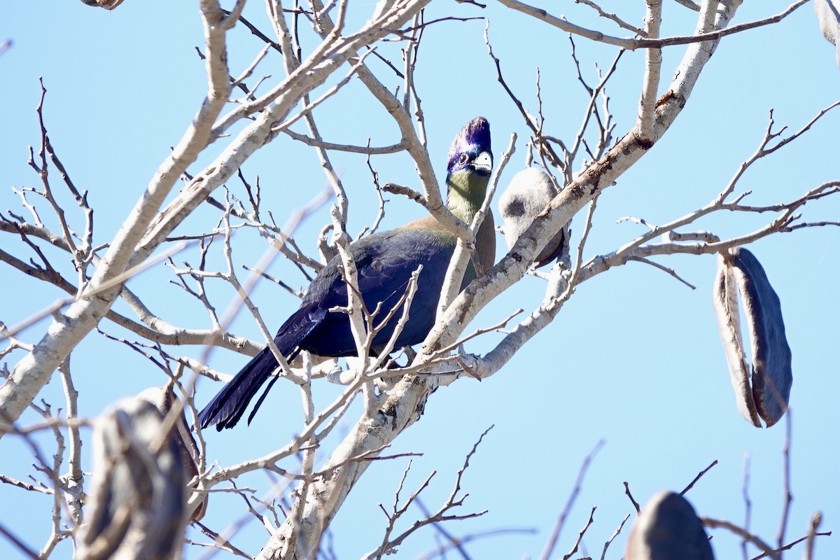 Turaco Crestimorado - ML640102212