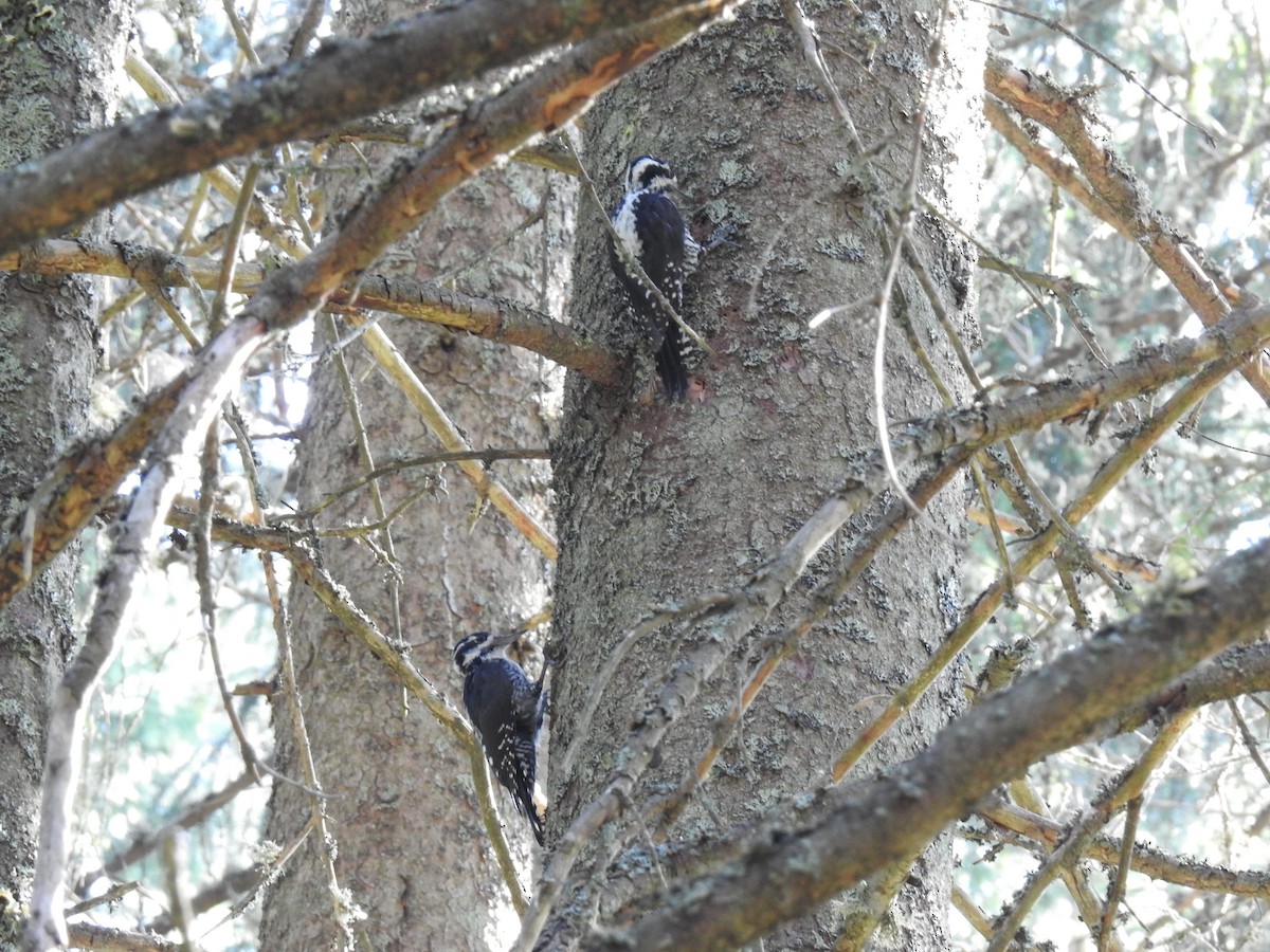 Eurasian Three-toed Woodpecker - ML640102218