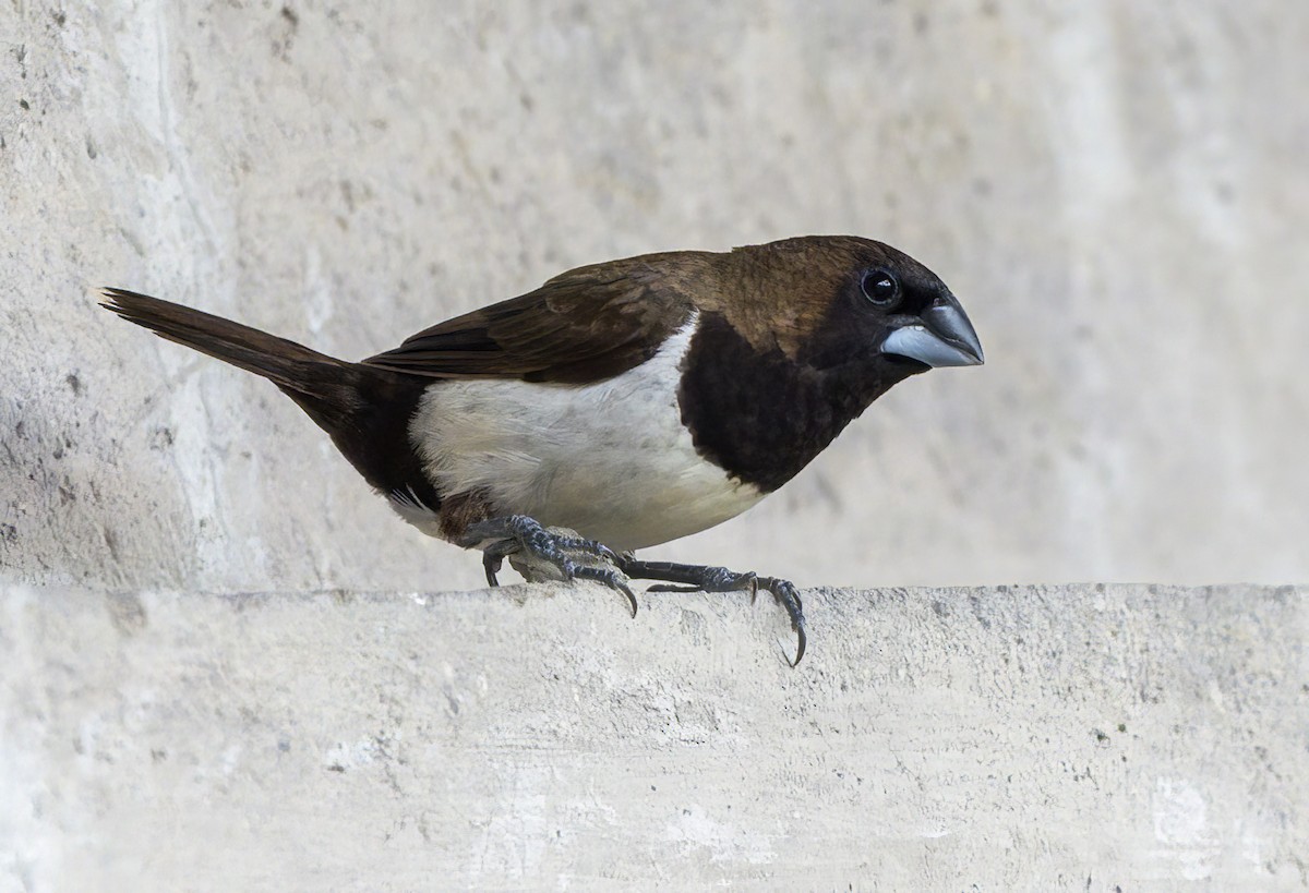 Javan Munia - ML640102220