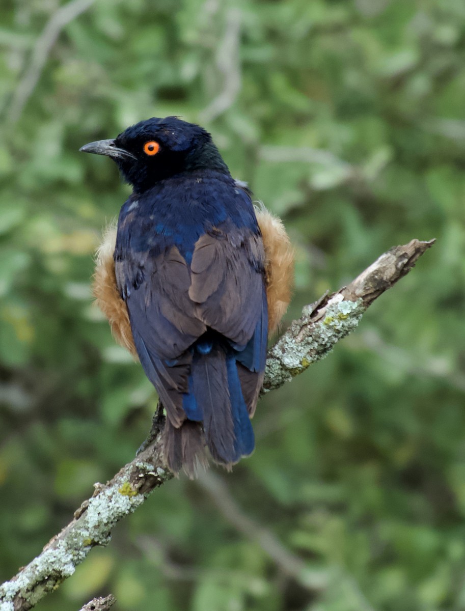 Hildebrandt's Starling - ML640102265